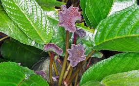 Image result for Dorstenia