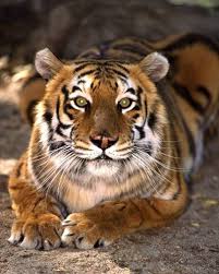 Pin By Jennifer Maul On Here Kitty Kitty Cute Wild Animals Beautiful Cats Animals Wild