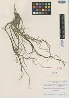 Image result for Zostera capensis