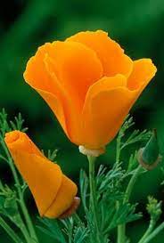 Eschscholzia Californica Orange King Beautiful Flowers Pretty Flowers Flower Beauty