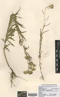 Image result for Vernonia galamensis