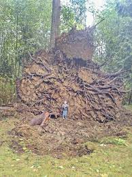 Fort Langley Family Loses 200 Year Old Douglas Fir To Windstorm Langley Advance Times