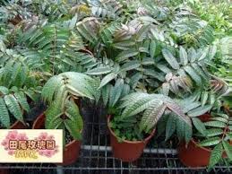 Image result for Toona