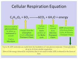 This process occurs in the mitochondria, the powerhouse of the cell. Cellular Respiration Prezentaciya Onlajn