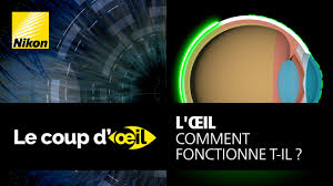 Oeil Zoom Sur Chaque Partie De L Oeil Pathologies Et Traitements
