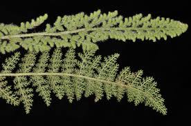 Image result for Anemiaceae