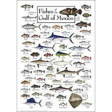 earth sky water poster fishes of the gulf of mexico