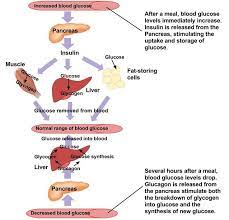 Digestion And Absorption Of Carbohydrates Human Nutrition Deprecated Carbohydrates Biology Human Nutrition Digestive Disease