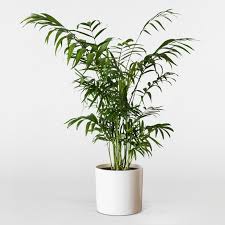 Those living in the victorian era coveted these plants to show others how stinking rich—er. Parlour Palm Chamaedorea Indoor Plants In London Patch
