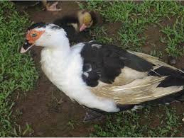 Teknik download gambar gambar itik. Muscovy Duck Bebek Manila Ternak Itik Intensif