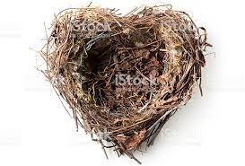 Nest Empty Home Animal Bird Nest Free Bird Nest Nest Bird