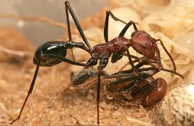 Image result for Anthonotha noldeae