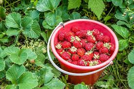 Truskawki z reguły uprawiane są na glebach lekkich, ubogich w próchnice. Truskawki Zbierz Sobie Sam Bedzie Taniej O Co Chodzi W Akcji Zbierz To Sam