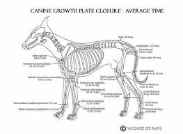 The frenchie was created by crossbreeding the english bulldog and other terrier breeds. Before You Do Something Permanent Know About Growth Plates