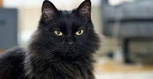 We did not find results for: Everything About Black Maine Coon Largest Cat In World