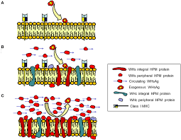 Check spelling or type a new query. Frontiers Diverse Virus And Host Dependent Mechanisms Influence The Systemic And Intrahepatic Immune Responses In The Woodchuck Model Of Hepatitis B Immunology