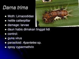 The rearing protocol, microstructure, behaviour and life cycle of all stages of m. Pest Of Palms Ppt Download