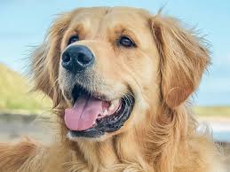 Golden retrievers are among america's most popular breeds. Texas University Stops Breeding Golden Retrievers For Experiments Culturemap Dallas