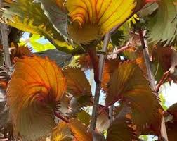 Image result for Acalypha volkensii