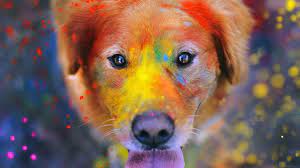 Ae49 Dog Smile Fall Leaves Art Nature Colorful Dog Dog Wallpaper Dog Photography