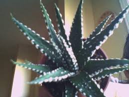 However, i saw occasional plants in the ground in santa rosa, ca., although they were growing right according to aloes, the definitive guide (2012), aloe vera plants with red flowers are no longer aloe vera, but more likely aloe officinalis. Miniature Aloe Vera