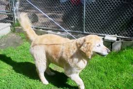 Petco grooming prices are affordable and here you will find the best petco prices and estimates for your dog: In Shop Grooming Tlc Pet Haven