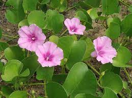 I am making it available online, to all teachers who may find it useful. How To Choose The Right Garden Plants In Malaysia Scapexpert