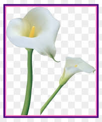 Image result for white calla lilies clipart