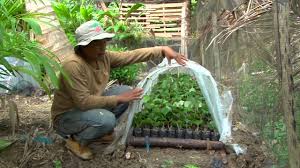 Bibit berasal dari pohon induk yang sehat dan tidak berhama dan penyakit. Pembibitan Lada Youtube