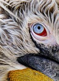 Eye Of The Pelican Photo By Ellert Gretarsson National Geographic Your Shot Pelican Photos Animal Close Up National Geographic Animals