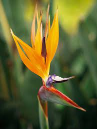 Nothing Says Tropical Quite Like The Bird Of Paradise Birds Of Paradise Plant Birds Of Paradise Paradise Plant
