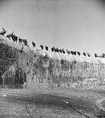 Declining Vulture Population Threatens ...