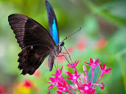 Image result for Butterfly Black Blue Jigsaw Puzzle