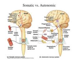 Peripheral Nervous System 1 Somatic Nervous System Nerves To Voluntary Muscles Sensory Rece Peripheral Nervous System Autonomic Nervous System Motor Cortex