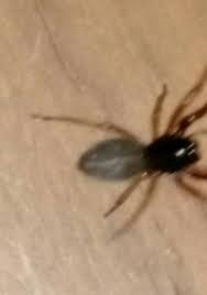 Cellar spiders' irregular webs can be found on ceilings or in floor corners. Effff Black Head Grey Abdomen And Red Legs Black Head Spider Insects