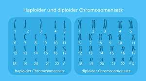 Although they both make up the cells in the body. Haploid Und Diploid Definition Chromosomensatze Mit Video