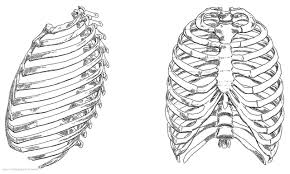 The ribcage is a part of the skeleton of humans and some animals. Rib Cage Anatomy Worksheet Printable Worksheets And Activities For Teachers Parents Tutors And Homeschool Families