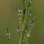 Image result for Eragrostis nindensis