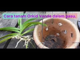 Video related with cara tanam bunga orkid. Cara Tanam Orkid Vanda Dipasu Supaya Kelembapan Lebih Bertahan Youtube