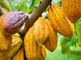 The fruit may be seedless, or may contain a number of small seeds. How Hawaii Became The North Pole Of Cacao Travel Smithsonian Magazine