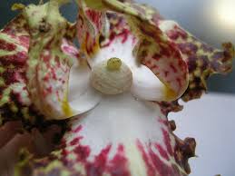 Image result for Monochoria africana