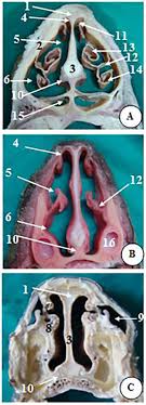 The entire nasal cavity is lined with a mucosal surface made up of epithelial cells and glands that produce mucus. View Of Comparative Anatomy Of The Nasal Cavity In Buffaloes Camels And Donkeys Journal Of Advanced Veterinary Research