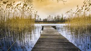 People also love these ideas. The Basic Steps Of Building A Fishing Pond Ranch Farm Properties