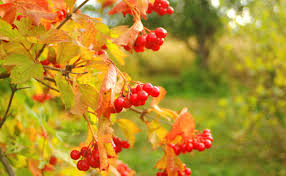 Native to central and western china, the leatherleaf viburnum (viburnum rhytidophyllum) becomes a large, coarsely textur. How To Know When To Replace Or Rejuvenate Shrubs