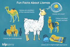 They spit when they're agitated, but that's mostly at each other. 24 Fun Facts About Llamas