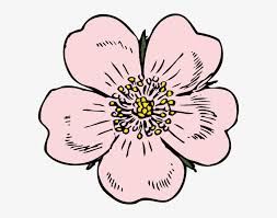 Locally owned florist serving rabun county ga and macon county nc. Wild Rose Clip Art Apple Blossom Flower Drawing Transparent Png 594x564 Free Download On Nicepng
