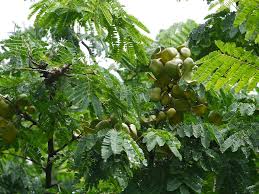 Image result for Libidibia coriaria