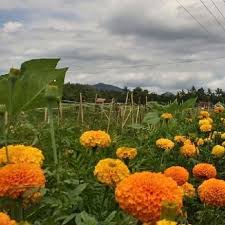 Check spelling or type a new query. Manfaat Luar Biasa Dari Tanaman Refugia Untuk Sawah Anda Ayo Bertani