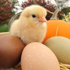Birds That Lay Eggs On The Ground Uk Pin On Chicks Unlimited