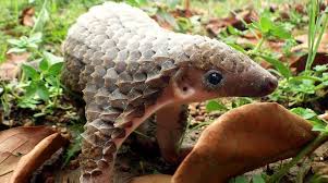 Serma cok ngurah gambir, singapadu, batubulan, bali, indonesia. Balinese Man Finds Endangered Animal On His Doorstep Indonesia Expat